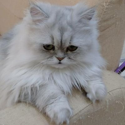 yLmdof7YAKBLnsO's profile picture. 40代STAYです。無言フォロー失礼します🙇💫　
Stray Kids #東北STAY #ジソンペン