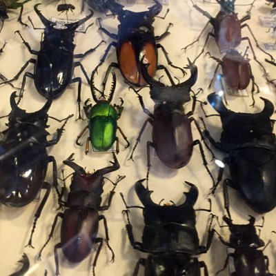 average beetle enjoyer - she/her - buprestis aurulenta fan account 😳
