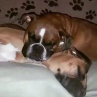 Julie🌻🐾(@MyBoxerLuvMac1) 's Twitter Profile Photo