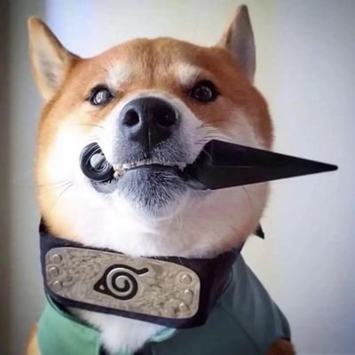 chiguaq75923814's profile picture. 