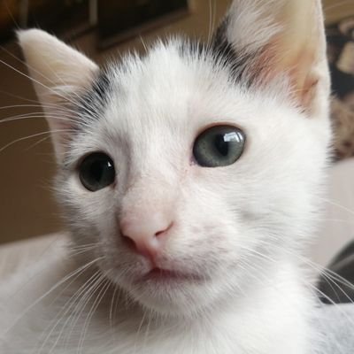 Jeancarloxdd's profile picture. 🥲