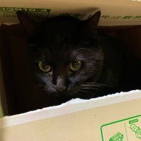 筋目 (@olpus_snsn3) Twitter profile photo