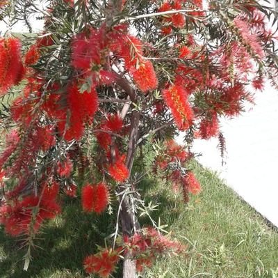 ozgur75439851's profile picture. Adana