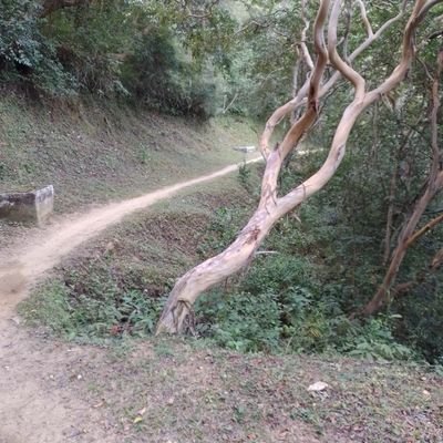 luisferfu1955's profile picture. caminar