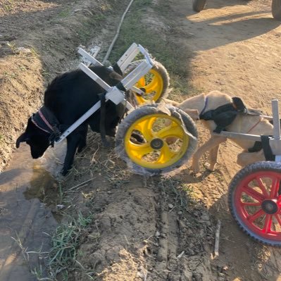 Animal shelter specially for paralysed animals Making wheelchair for them to walk again