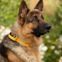 Germanshepherd_heaven1(@German_shephed1) 's Twitter Profile Photo