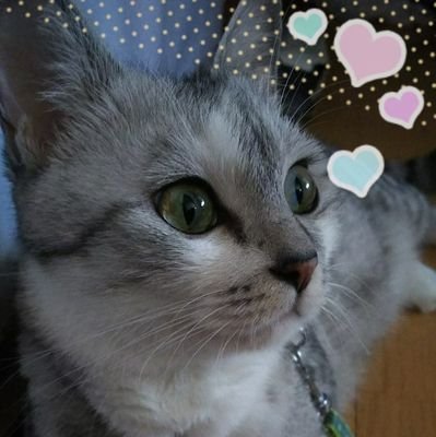 ハンドメイド大好き。主には洋裁と編み物。猫 ２匹飼ってます。後はAAAファンです。絡みなしのフォローや共通点のない方からのフォローは要りません。怪しげなお誘いは興味ありません。フォローしないで！即ブロックします
☆固定ツイートにいいねとかつけないでください。いいねとかされたら共通点があってもブロックします。