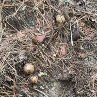 山田松茸 (@me41hxkiq6hkppd) 's Twitter Profile Photo