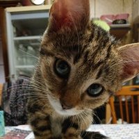 ゼドル@楽鯖 (@zedol_ff11) 's Twitter Profile Photo