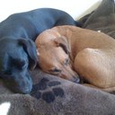 Sara Thorpe - @Hopper02 - Twitter