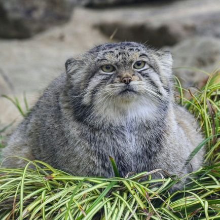 動物園と植物と写真を撮るのが好きです｜王子動物園⇄神戸どうぶつ王国