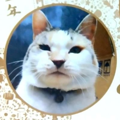 シオリ🍄さんのプロフィール画像