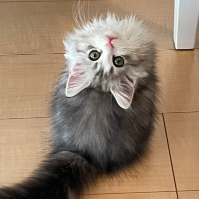 2021/9/20生まれ、サイベリアンの男の子です⛄️🐾 クリスマスに我が家へやってきた癒しの天使👼✨猫好きさん仲良くしてください🐈❣️