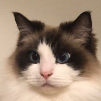 やんかど (@yankadodododo) 's Twitter Profile Photo