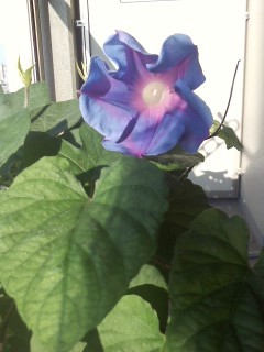 trefle2's profile picture. 春服が好きです