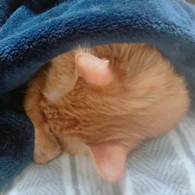 kouxeight's profile picture. ただただゆるりと愛でるだけ。とろ火。えいとすのたむ。ねこにいぬ。ほぼ日常