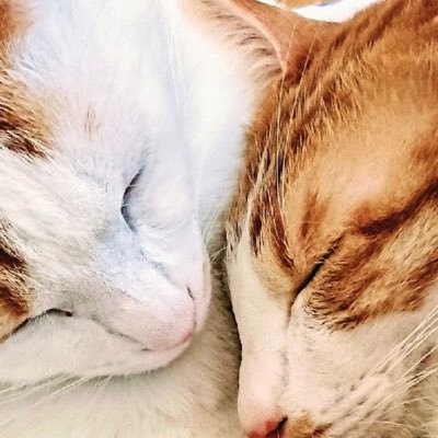 はじめまして！我が家に兄妹保護猫のタマとニタマがいます。妹のニタマが難病FIP猫伝染性腹膜炎を発症してしまいました。クラウドファンディングを2022年１月９日よりさせて頂き、皆様のおかげで無事目標金額を達成する事が出来ました。