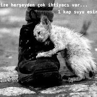 yuvaarayanhayvanlar (@evsiz_hayvanlar) 's Twitter Profile Photo