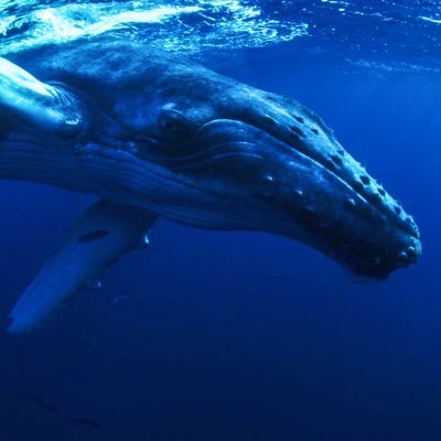 8desinchou170's profile picture. 九大Ｍ１/熊本育ち/ 鷹党