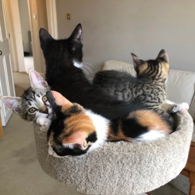 Currently staff to 4 kittens. Usually staff to tortie moggy. Other special guest cat appearances. Some wildlife encounters.Edinburgh but westcoast Scot at heart