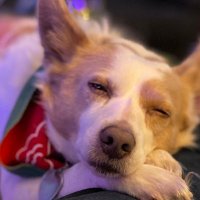 Stacey P (@yecats1234) 's Twitter Profile