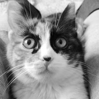 fullygoyle (@fullygoyle) 's Twitter Profile Photo