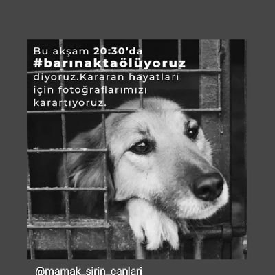 sokak hayvanlarını besliyorum bu kimsesiz dilsiz canlarımıza yardım edelim