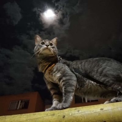 elmuchachode48's profile picture. Por eso es que el genio que cumple los deseos esta encerrado