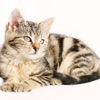 Smart Cat(soy MUJER) (@smacatt2022) 's Twitter Profile Photo Smart Cat(soy MUJER) (@smacatt2022) 's Twitter Profile Photo