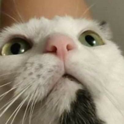 S1lrow's profile picture. 