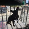 RebelPinscher's profile picture. personal motto Cane Cavum, fan of Cerberus.