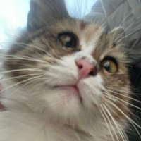 kardeşlerim (@ayberlov) 's Twitter Profile