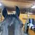 The Horse Thread (@thehorsethread) Twitter profile photo The Horse Thread (@thehorsethread) Twitter profile photo