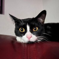 Miss Oolie Mittens the Menace (@mittenthemenace) 's Twitter Profile