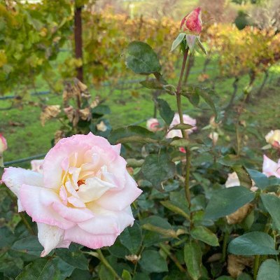 emilys_th's profile picture. Movies and music