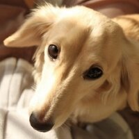 Mas-Kun (@masukun64) 's Twitter Profile