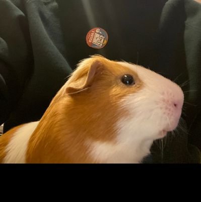 chucksonytaylor's profile picture. 🇩🇪 🇳🇱 🇳🇴