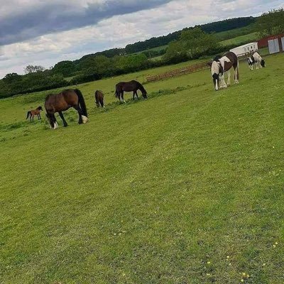 Amateur jumping team and equestrian centre