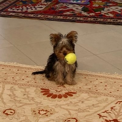 lina_eisenberg's profile picture. Entrepreneur Wife Mother Farmer World traveler have my own honey-hive fight for everything except the heart that is not with you🥰❤️🙏🏻