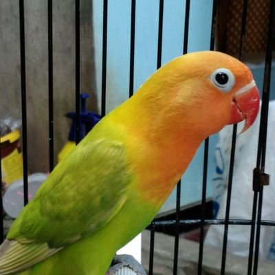 BfKrisnomissufe's profile picture. mengharap bigwin