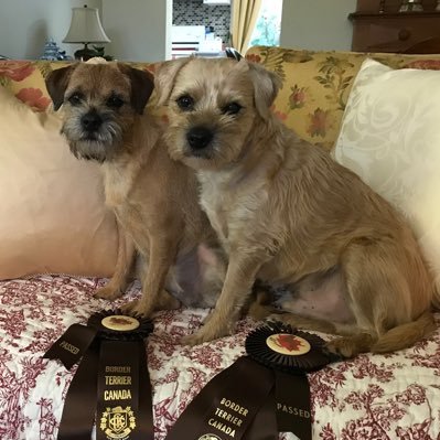 Two BTs living the life outside Toronto ON, Canada. Proud members of #BTPosse. We love our mum, snuggles, playing ball and treats. Always up for an adventure.