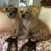 Sir Bertie OBE and Lady Bea OBE 🇨🇦🇺🇦 (@bertiebutter) Twitter profile photo Sir Bertie OBE and Lady Bea OBE 🇨🇦🇺🇦 (@bertiebutter) Twitter profile photo