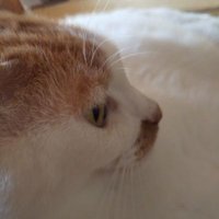 トチロウ (@chikuwatarow) Twitter profile photo