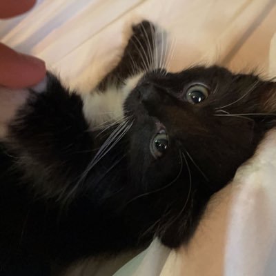 slvt4angels's profile picture. hi