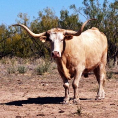 AfricanLonghorn Profile Picture