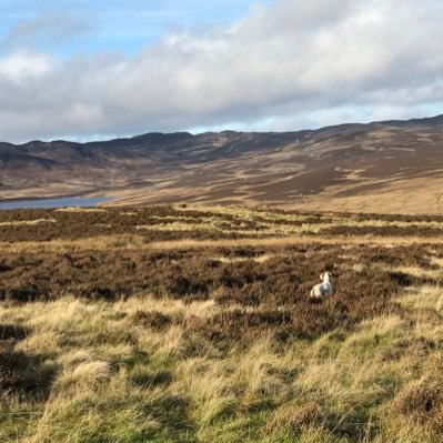 Amusant bienveillant bon vivant amateur de chiens d arrêt et chasseur