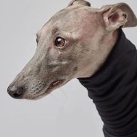 Twizzwald (@twizzwald) 's Twitter Profile Photo Twizzwald (@twizzwald) 's Twitter Profile Photo