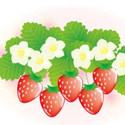 くだもの大好き人間です🍓