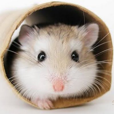 @himajin_33gou_
