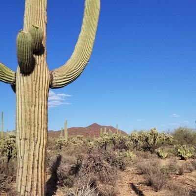 CryptoC24's profile picture. #Cardano, #ADA, #Crypto, #Bitcoin #Adachain.  Crypto addict and believer in the Cardano vision and blockchain tech.